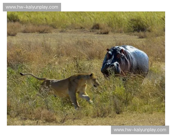 巅峰对决！德国战车vs高卢雄鸡：谁能主宰欧陆之巅？深度预测与独家前瞻